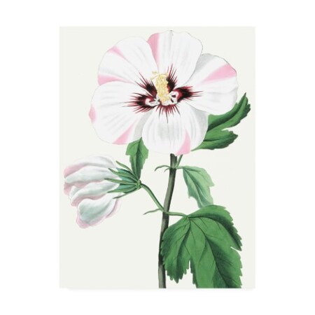 TRADEMARK FINE ART Vision Studio 'Floral Beauty III' Canvas Art, 14x19 WAG14836-C1419GG